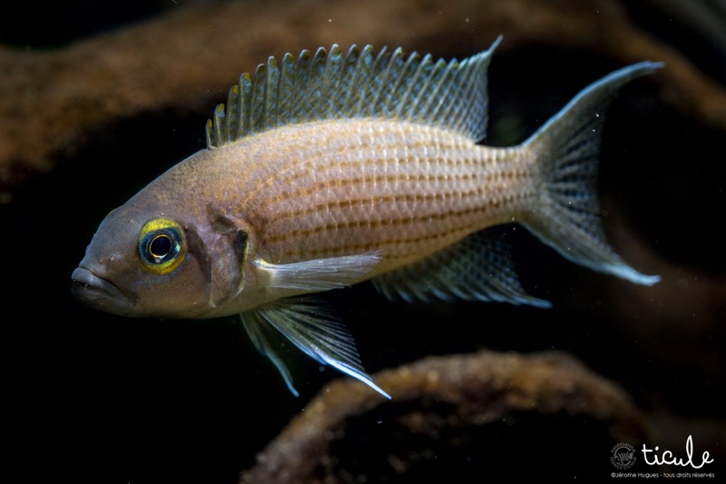 Neolamprologus olivaceous